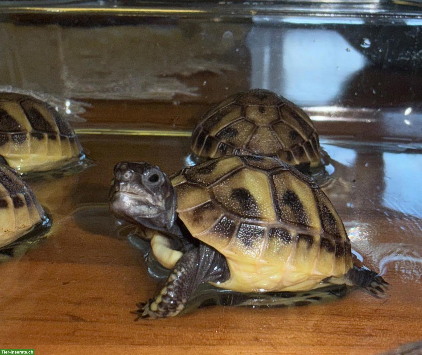 Bild 6: Junge weibliche Schildkröten abzugeben