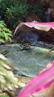 Ranitomeya imitator Yurimaguas Jungtiere