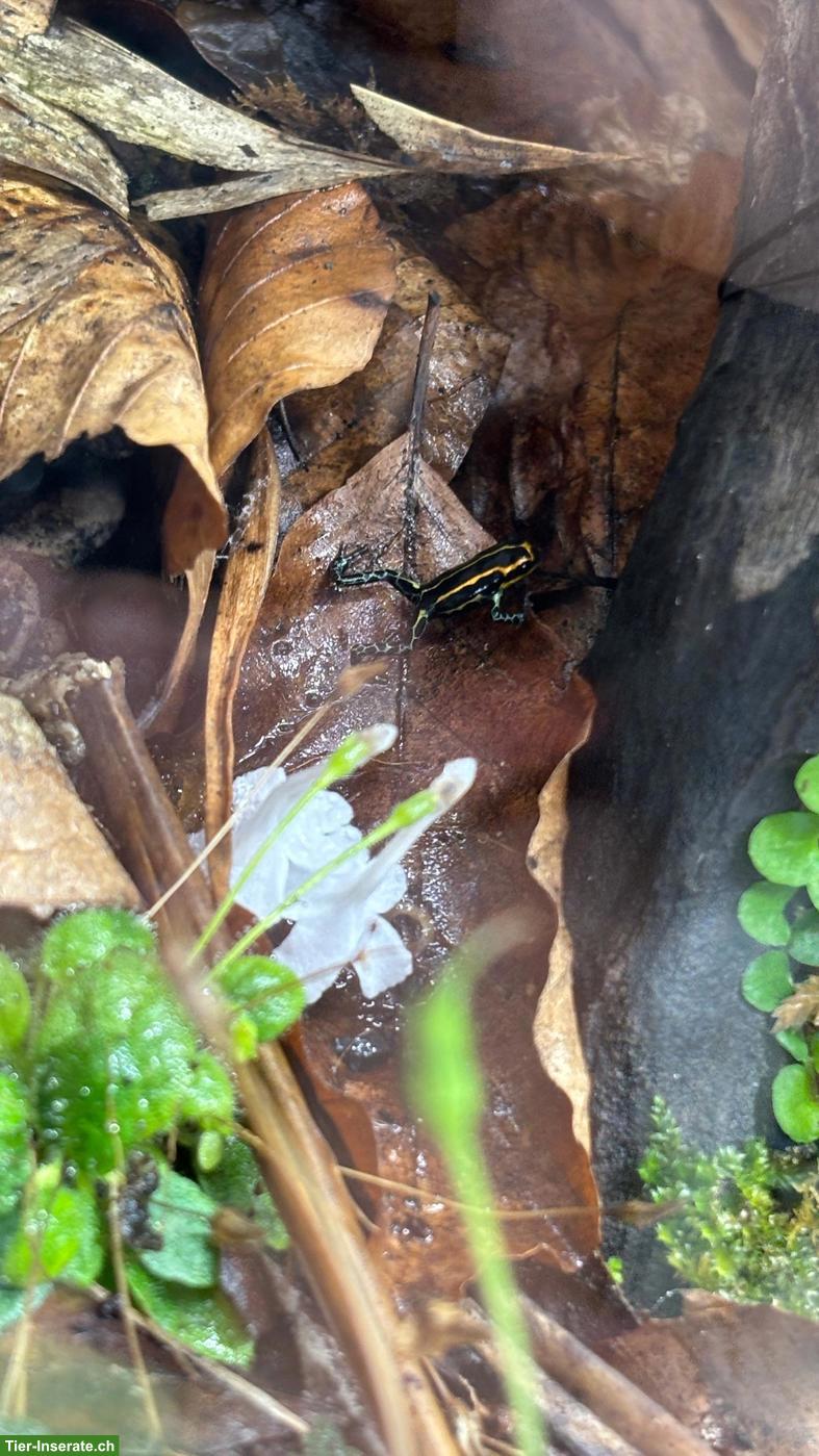 Bild 2: Ranitomeya imitator Yurimaguas Jungtiere