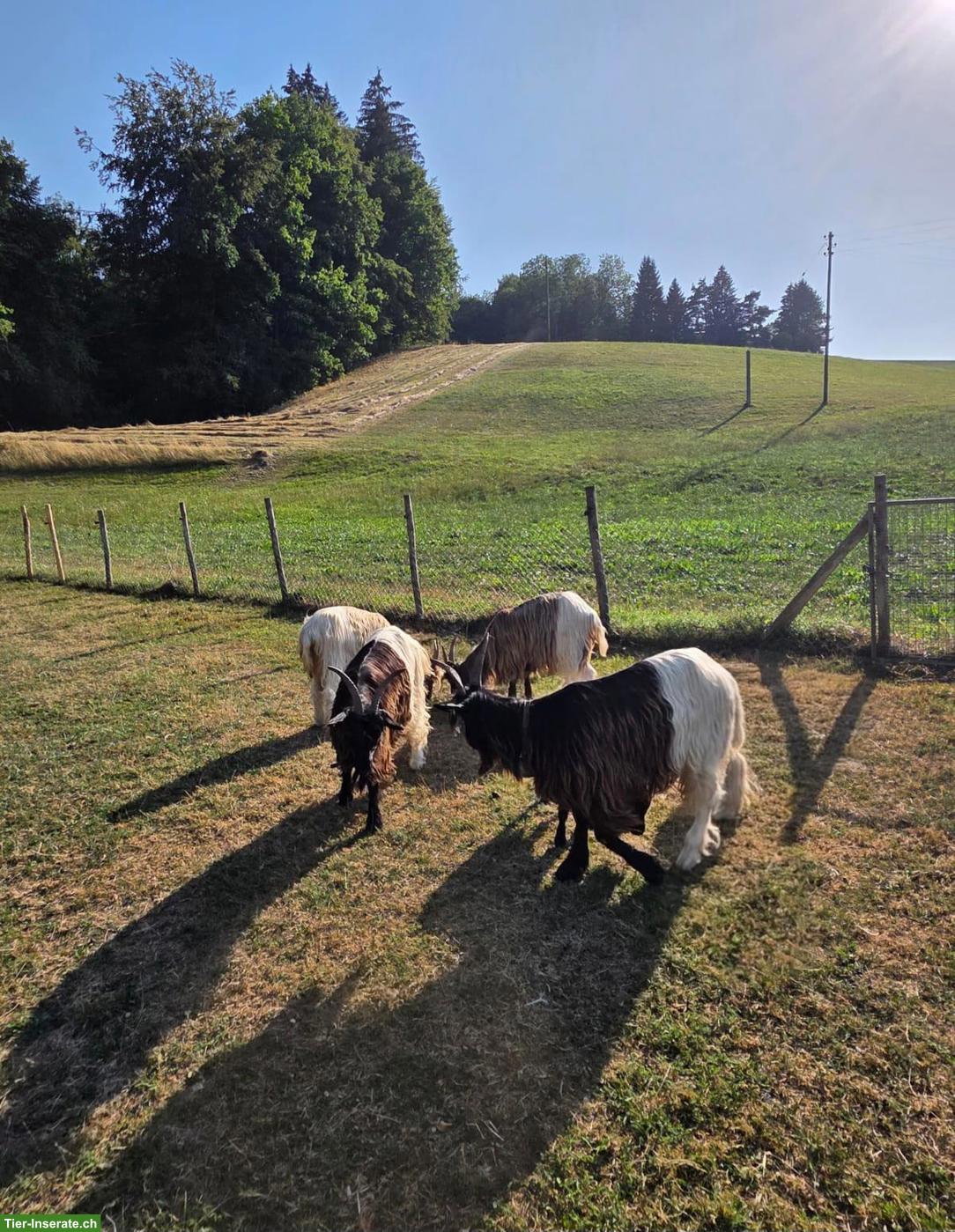 Bild 3: Walliser Schwarzhalsziegen, Kupferhalsziegen