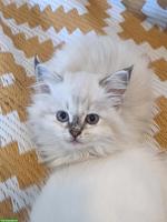 Süsse Ragdoll Mix Kätzchen