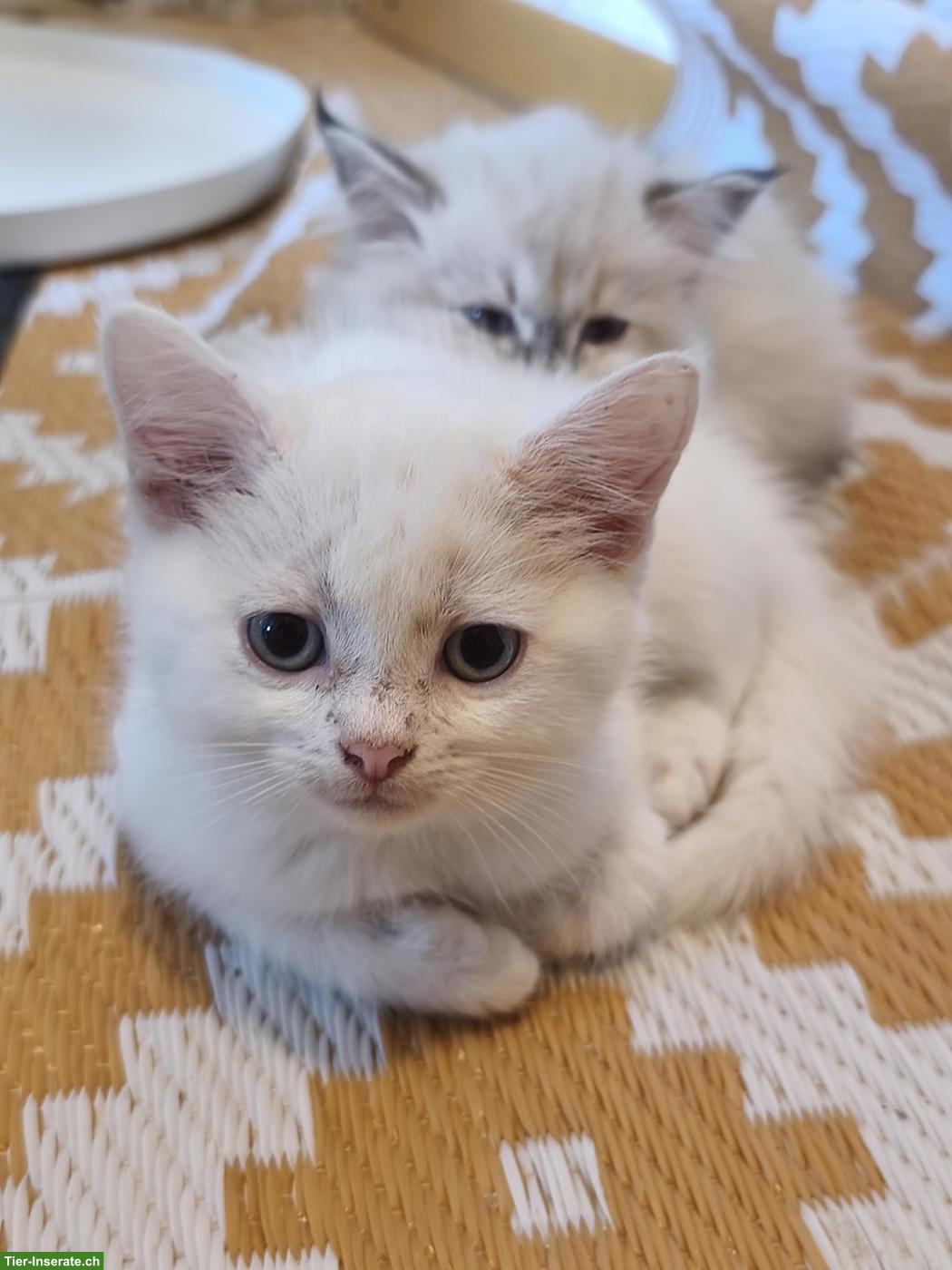 Bild 2: Süsse Ragdoll Mix Kätzchen