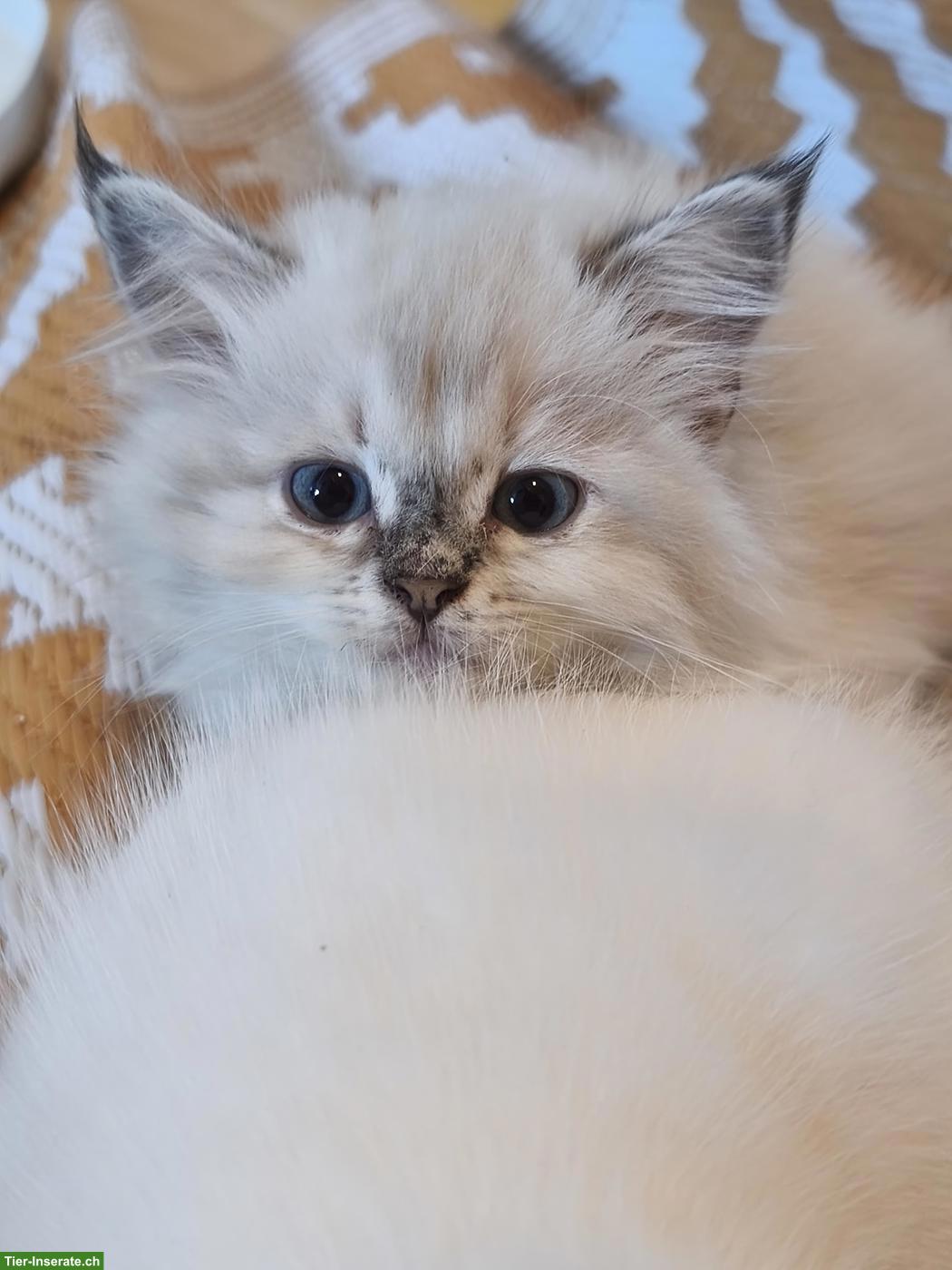 Bild 3: Süsse Ragdoll Mix Kätzchen