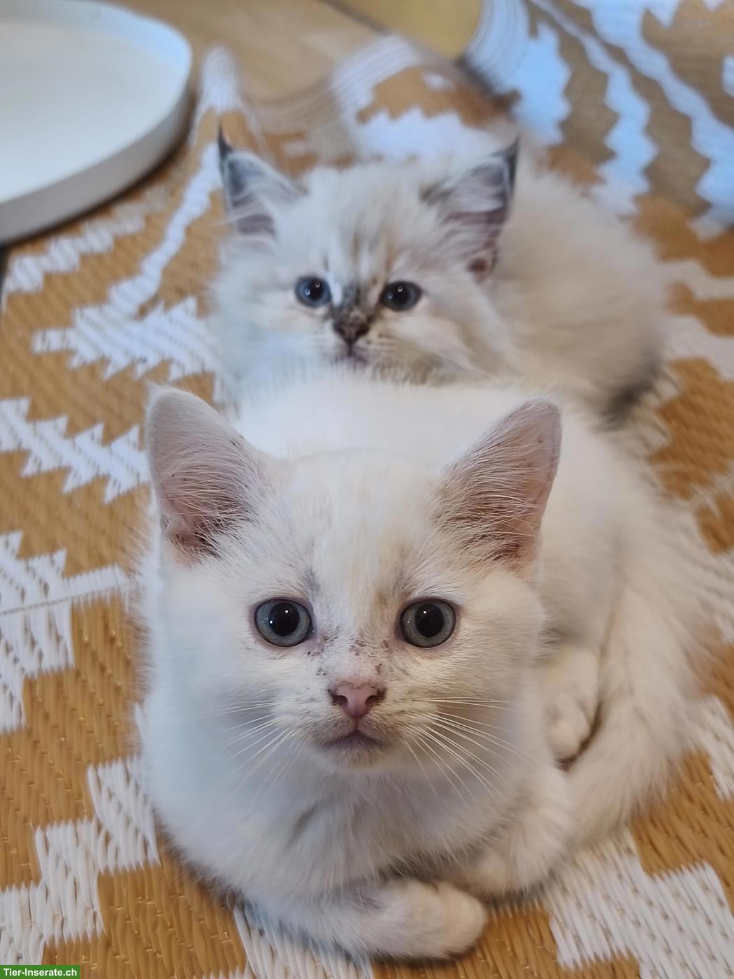 Bild 4: Süsse Ragdoll Mix Kätzchen