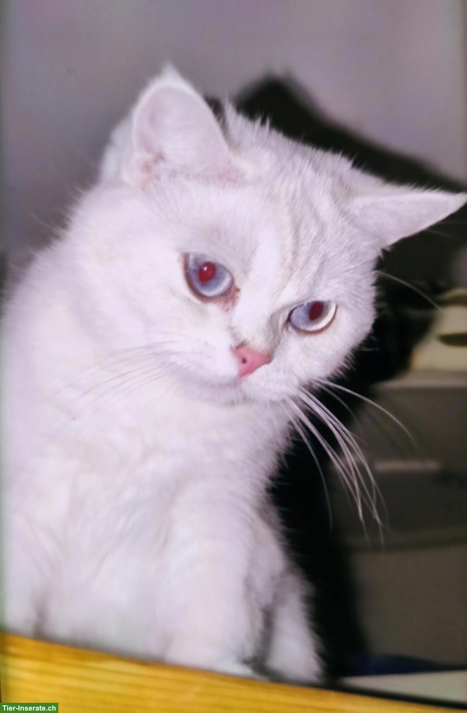 Ragdoll Mix: Mutter mit Baby Katerchen