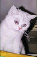 Ragdoll Mix: Mutter mit Baby Katerchen