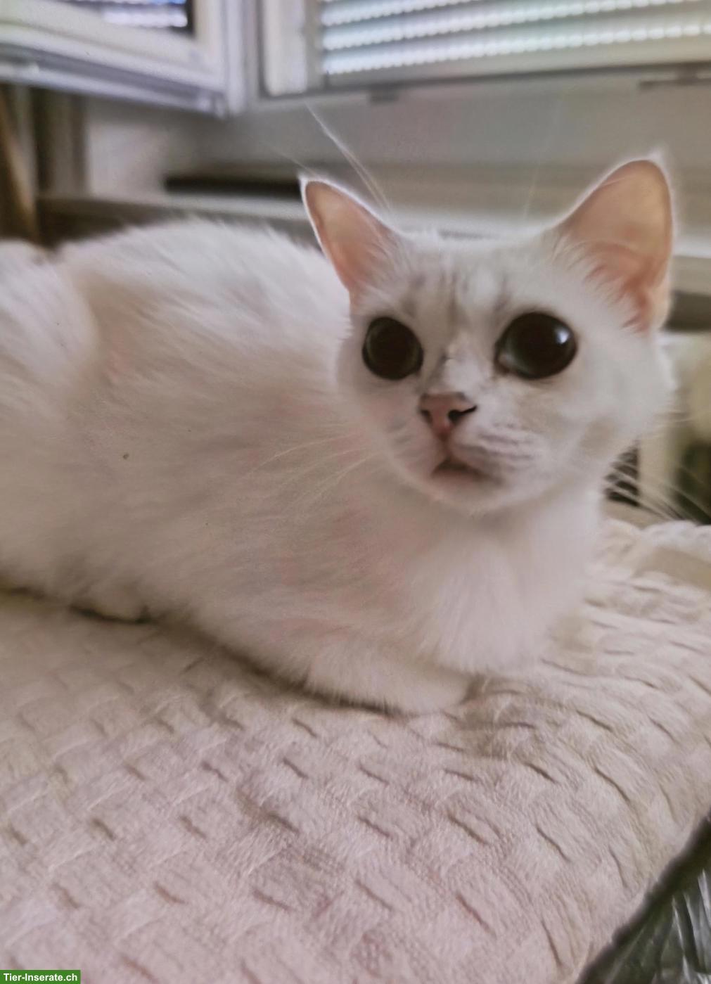 Bild 2: Ragdoll Mix: Mutter mit Baby Katerchen