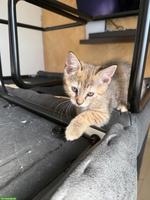 2 süsse Katzenkinder suchen liebevolles Zuhause 🐱❤️