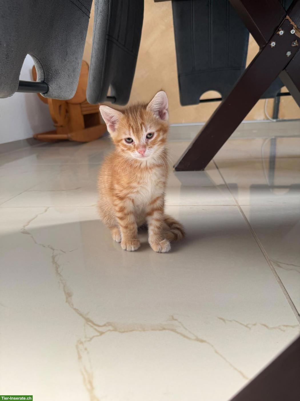 Bild 4: 2 süsse Katzenkinder suchen liebevolles Zuhause 🐱❤️
