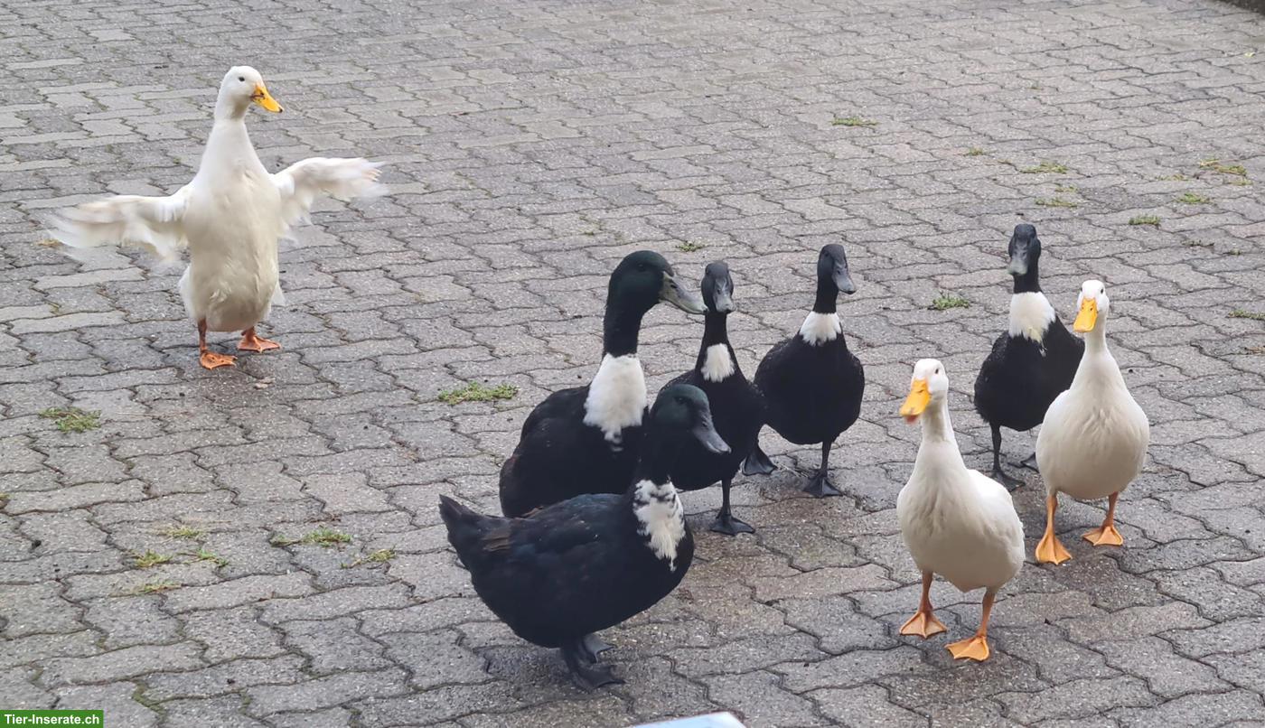 3 junge Pommernenten Erpel zu verkaufen