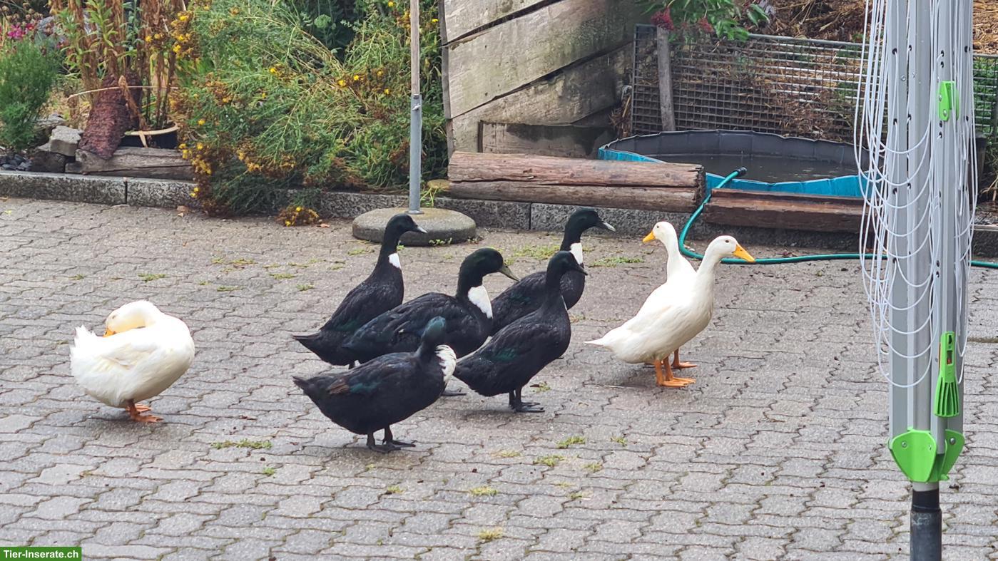 Bild 3: 3 junge Pommernenten Erpel zu verkaufen