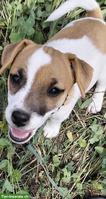 Reinrassige Jack Russell Terrier Welpen