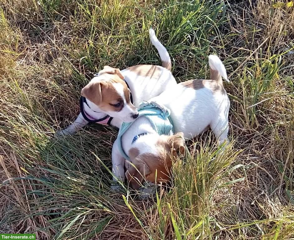Bild 2: Reinrassige Jack Russell Terrier Welpen