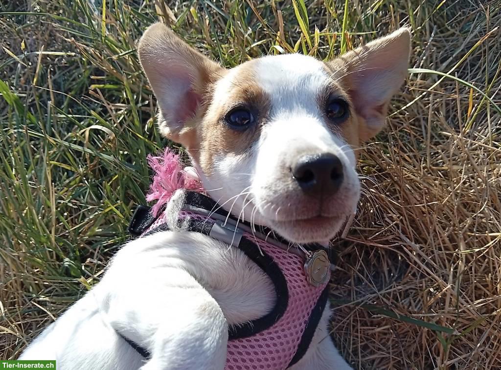 Bild 3: Reinrassige Jack Russell Terrier Welpen