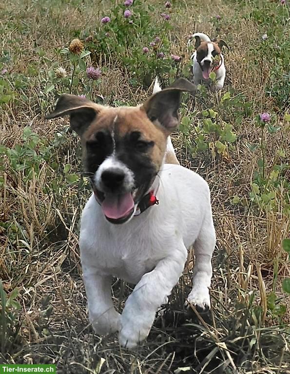 Bild 4: Reinrassige Jack Russell Terrier Welpen
