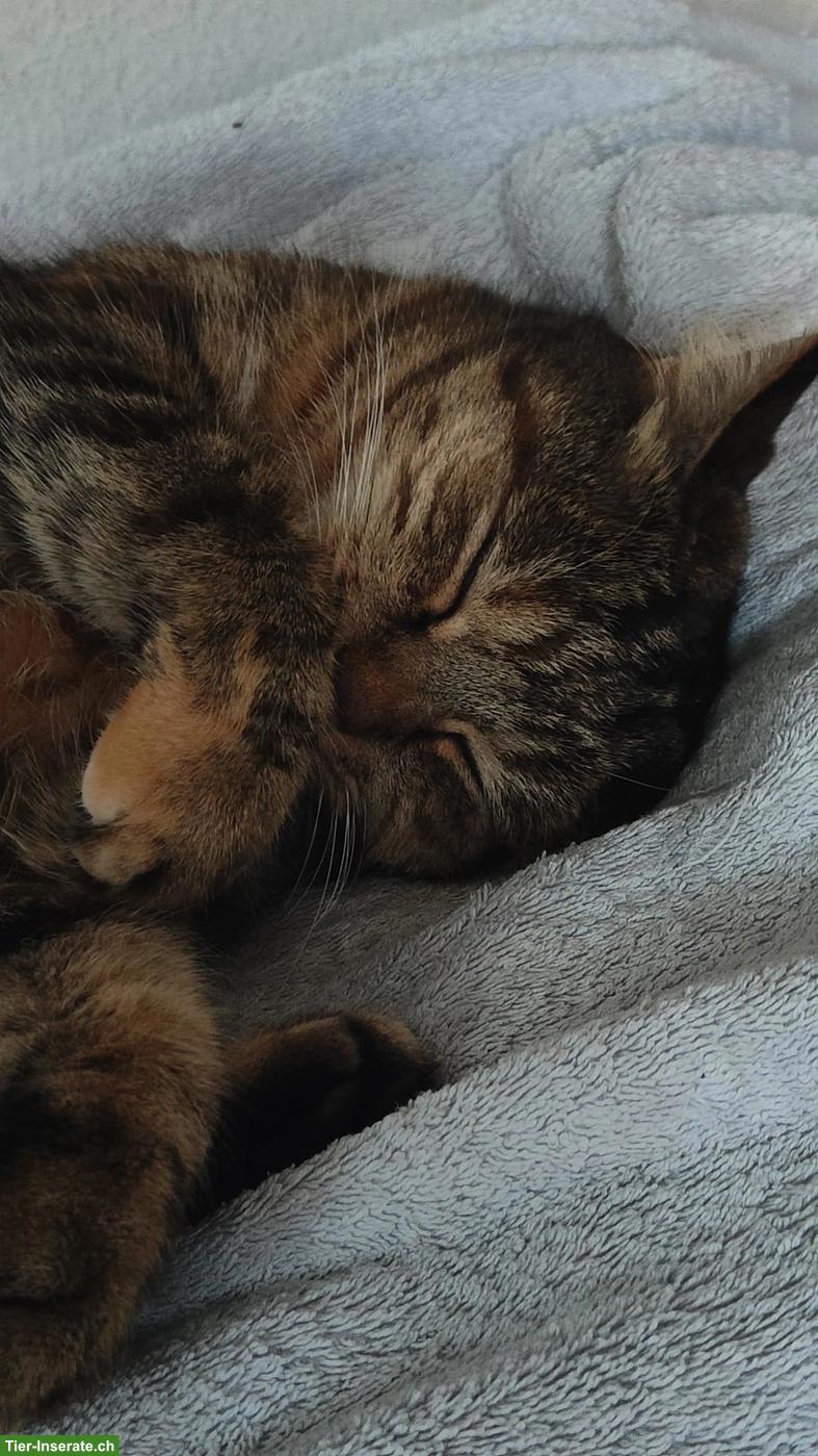 Parterrewohnung in Zürich mit Freigang für Katze gesucht