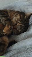Parterrewohnung in Zürich mit Freigang für Katze gesucht