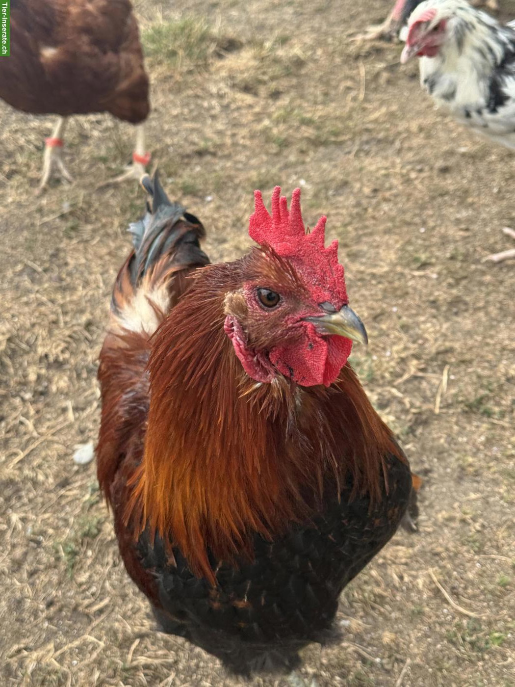 Marans x Brahma Mix Hahn zu verschenken