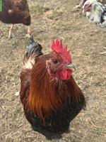Marans x Brahma Mix Hahn zu verschenken