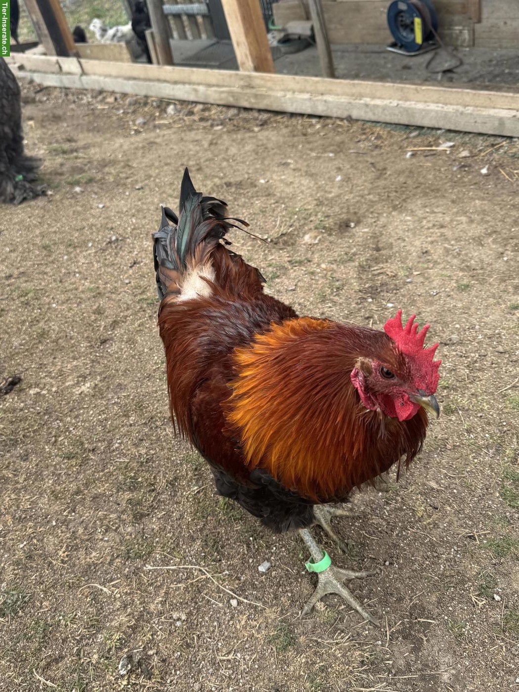 Bild 2: Marans x Brahma Mix Hahn zu verschenken