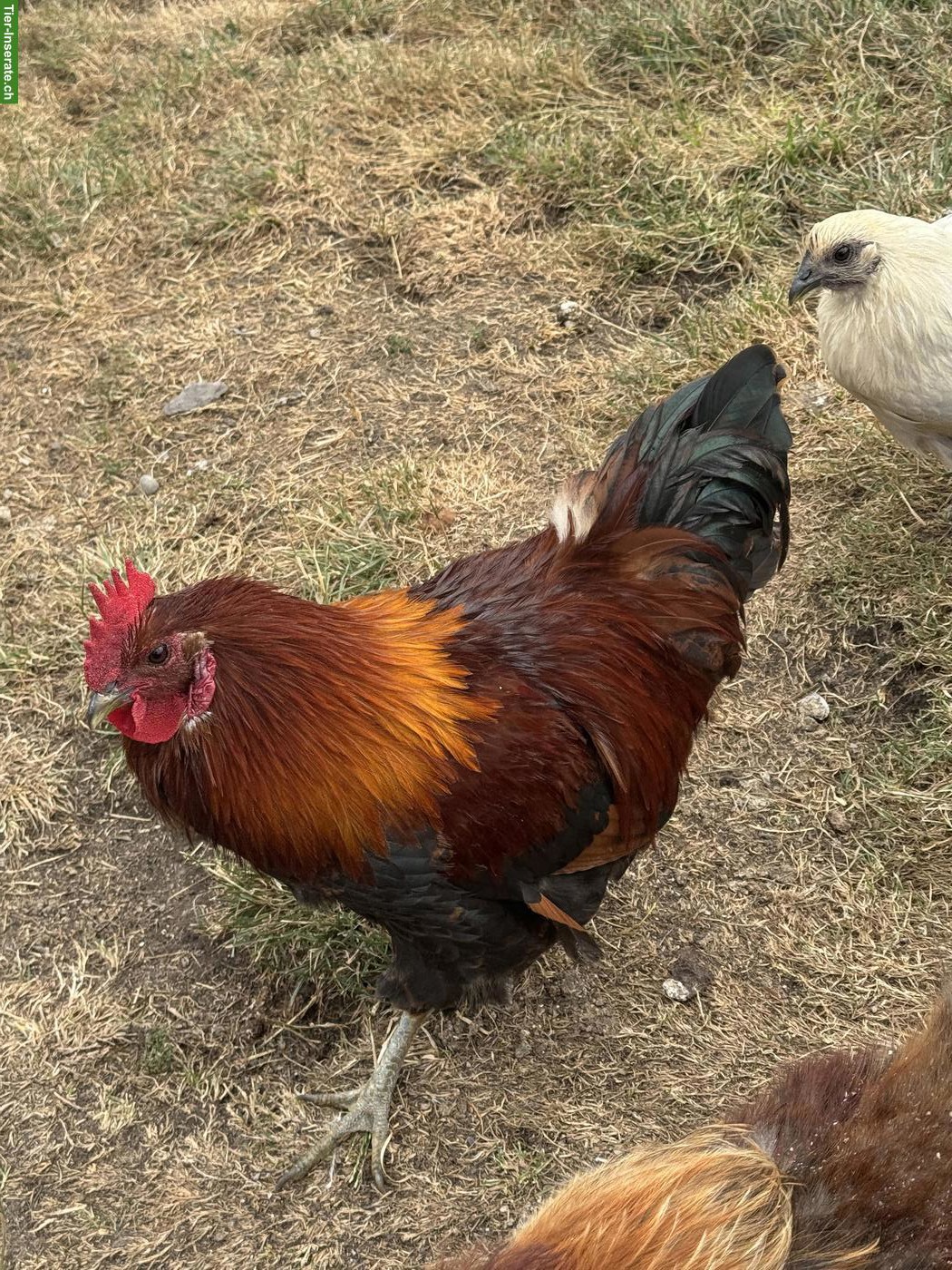 Bild 3: Marans x Brahma Mix Hahn zu verschenken