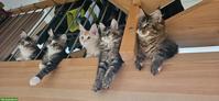 Maine Coon Kätzchen / Chatons Maine Coon