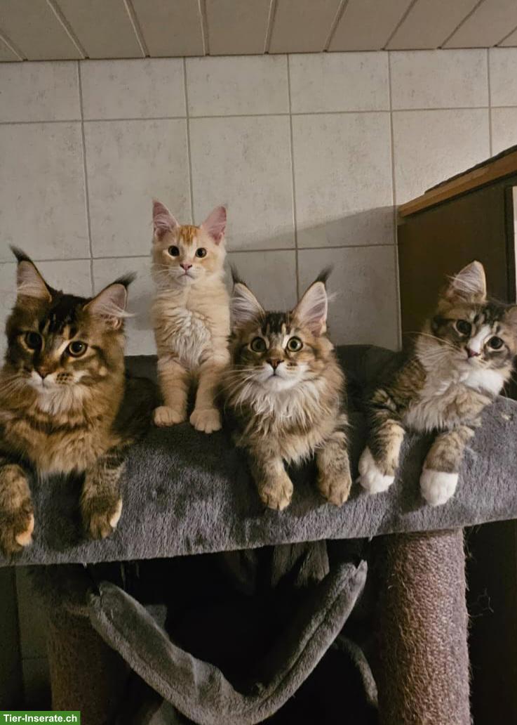 Bild 2: Maine Coon Kätzchen / Chatons Maine Coon