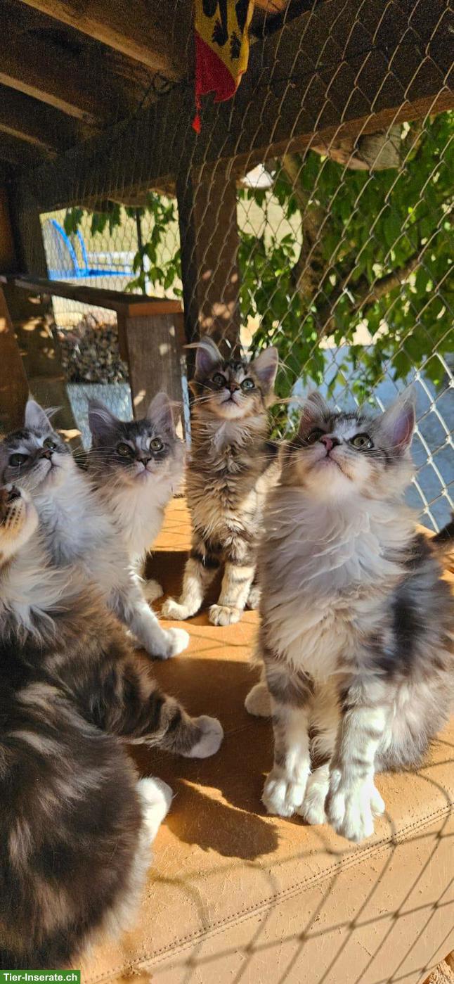 Bild 3: Maine Coon Kätzchen / Chatons Maine Coon