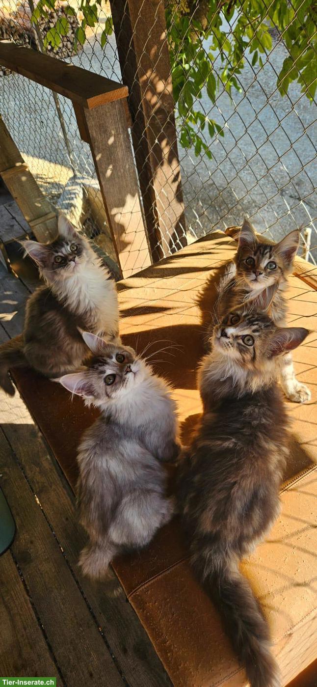 Bild 5: Maine Coon Kätzchen / Chatons Maine Coon