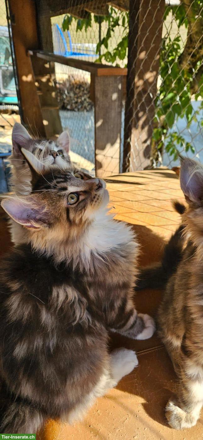 Bild 6: Maine Coon Kätzchen / Chatons Maine Coon
