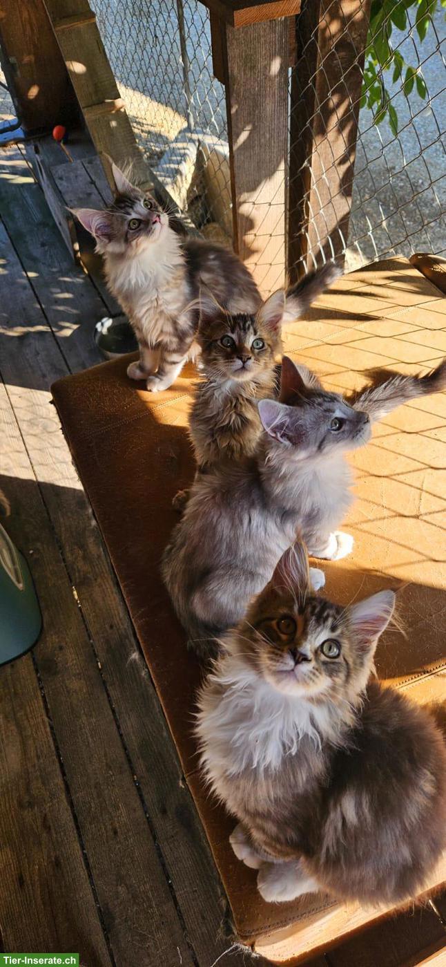 Bild 7: Maine Coon Kätzchen / Chatons Maine Coon
