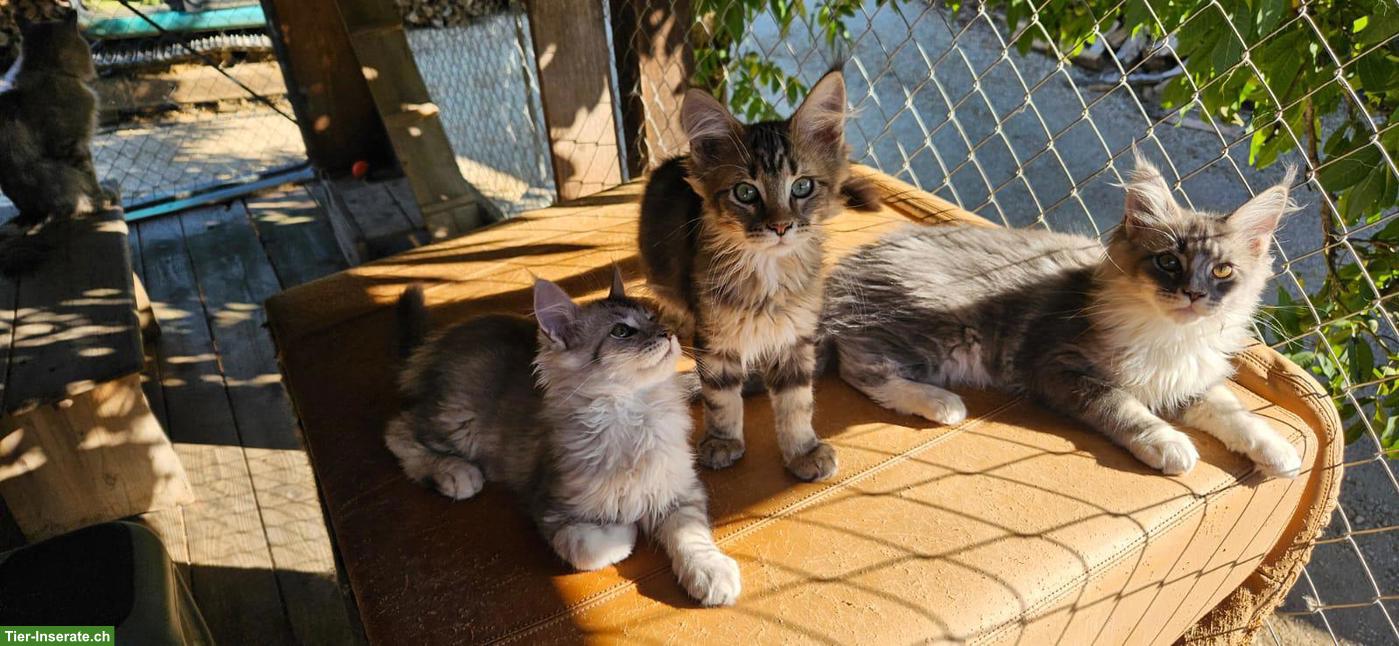 Bild 8: Maine Coon Kätzchen / Chatons Maine Coon