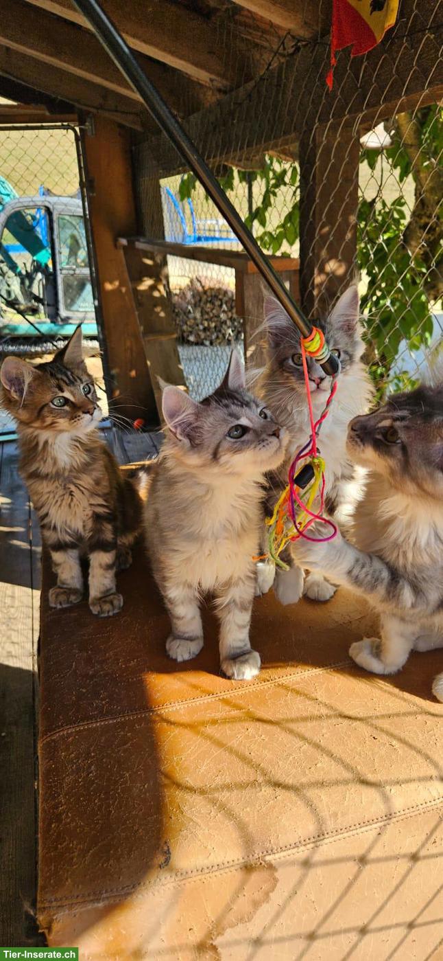 Bild 9: Maine Coon Kätzchen / Chatons Maine Coon