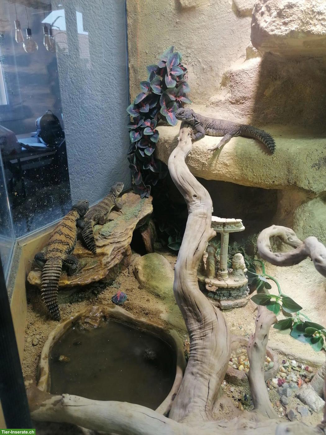 2 Uromastyx flavifasciata, Subsaharische Dornschwanzagame