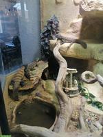 2 Uromastyx flavifasciata (Südsaharische Dornschwanzagame)