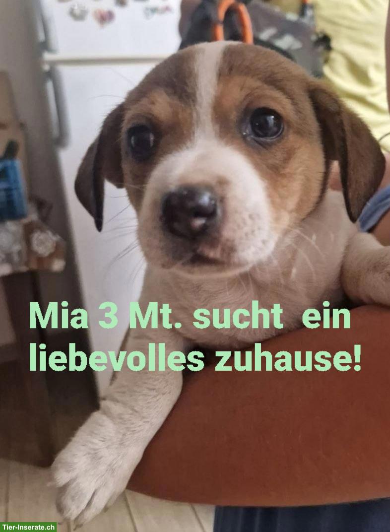 Mischlingswelpe Mia, 3 Mt. sucht liebes Zuhause