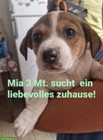 Mischlingswelpe Mia, 3 Mt. sucht liebes Zuhause