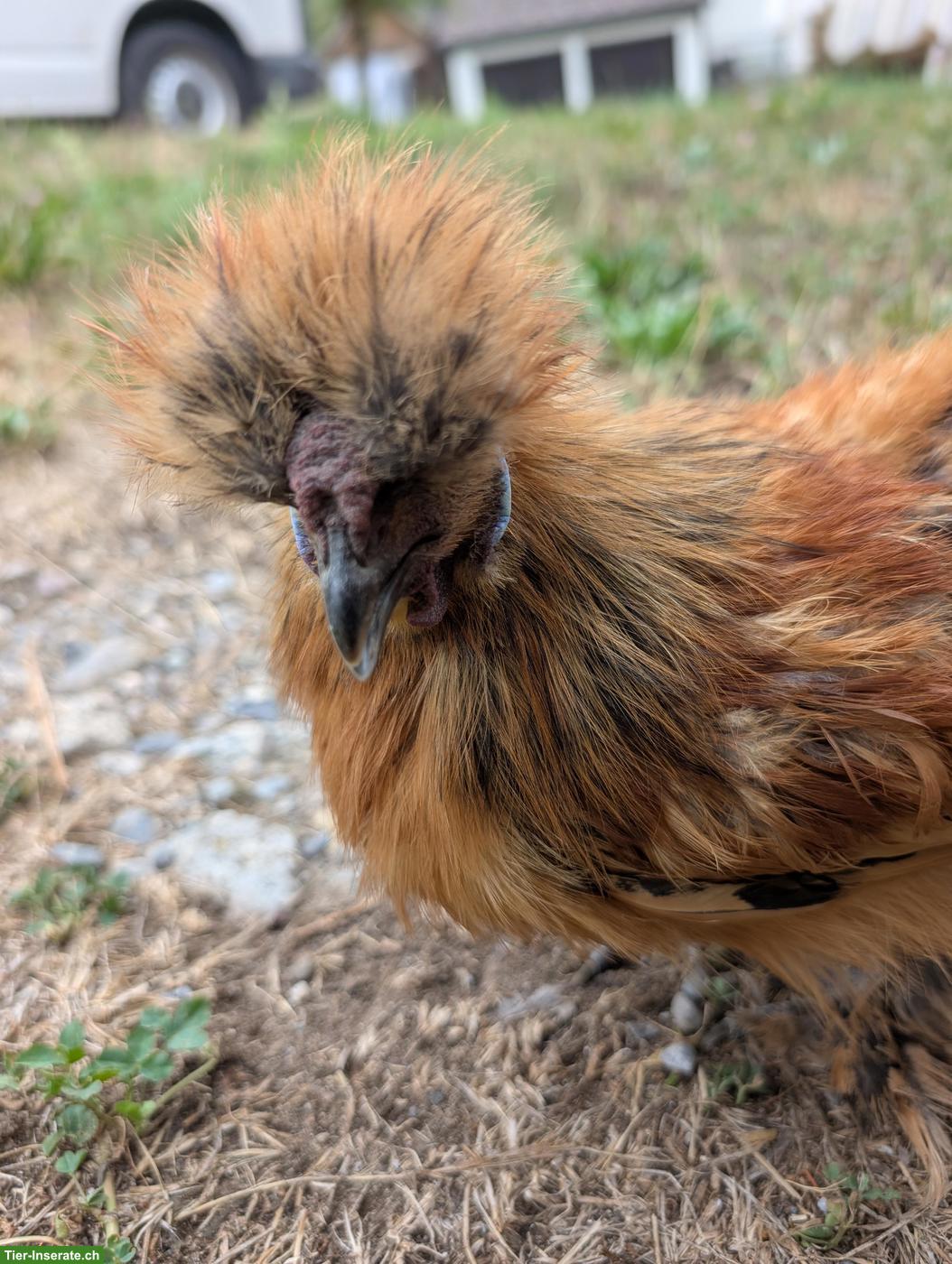 Seidenhuhn Hahn sucht liebevolles Zuhause 🐔