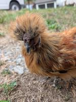 Seidenhuhn Hahn sucht liebevolles Zuhause 🐔