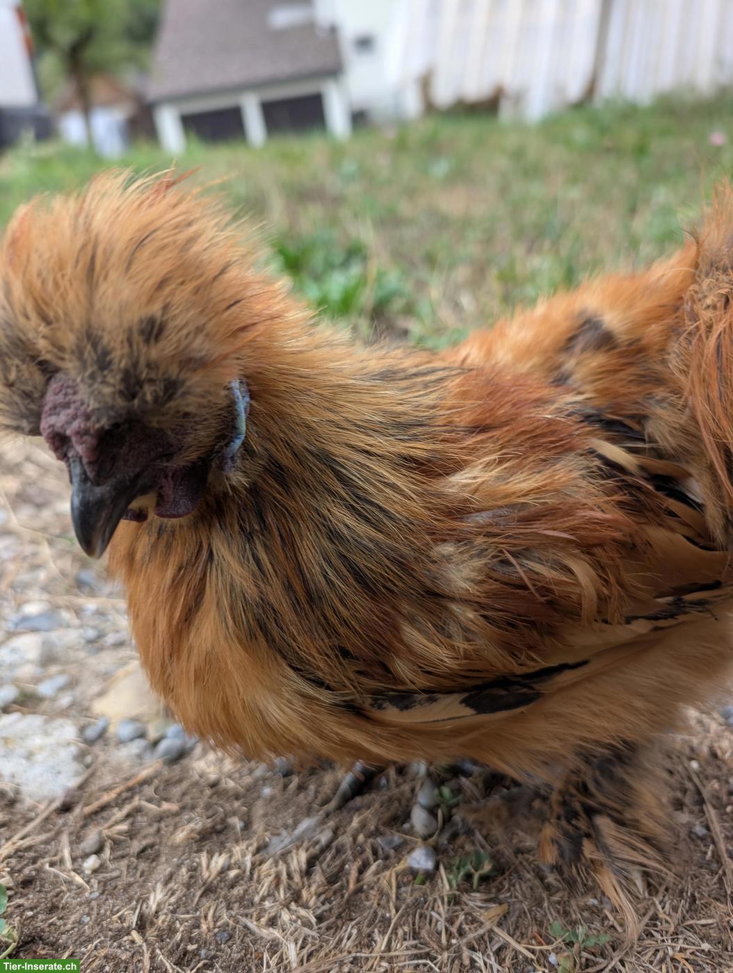 Bild 2: Seidenhuhn Hahn sucht liebevolles Zuhause 🐔