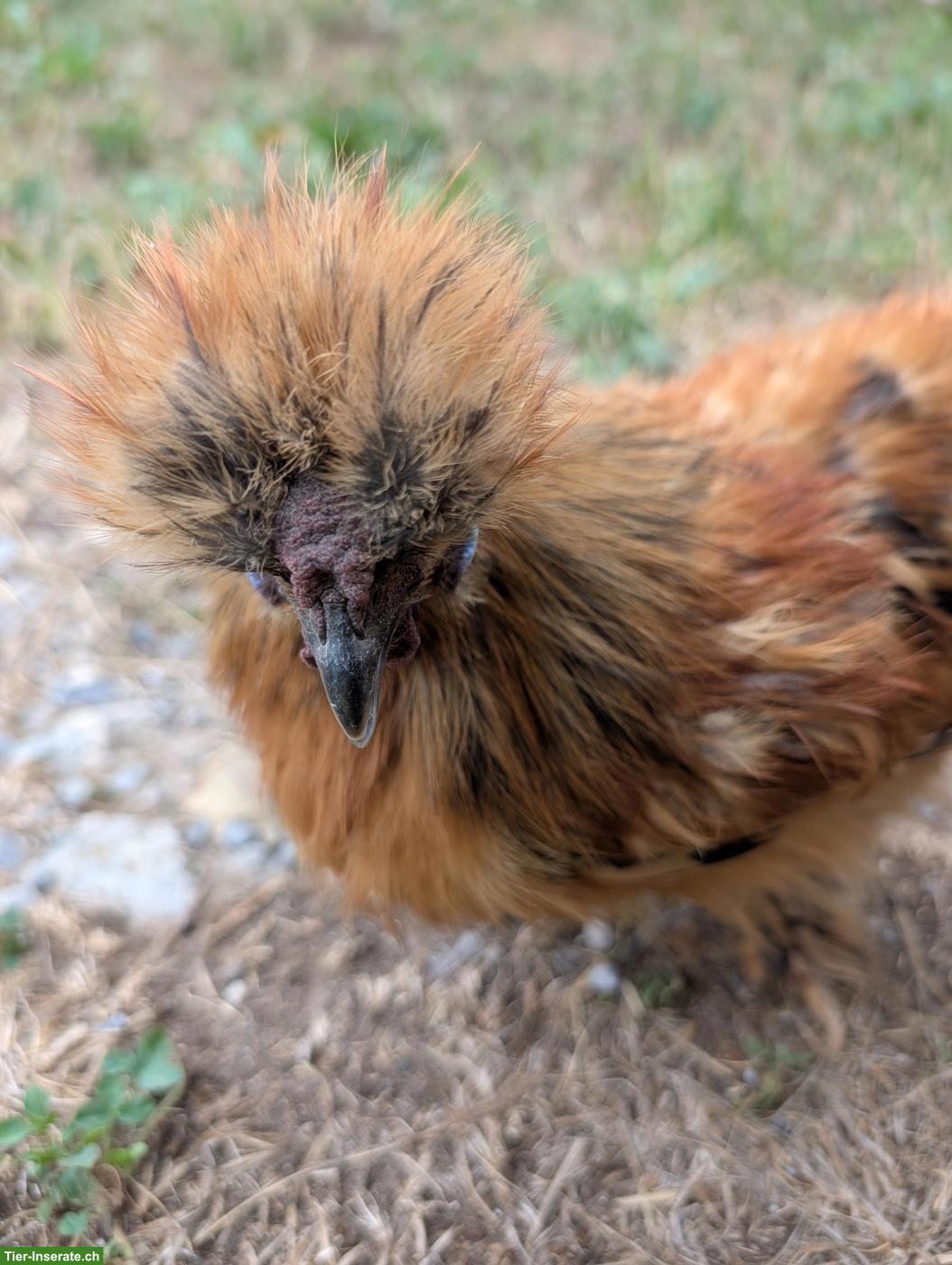 Bild 3: Seidenhuhn Hahn sucht liebevolles Zuhause 🐔