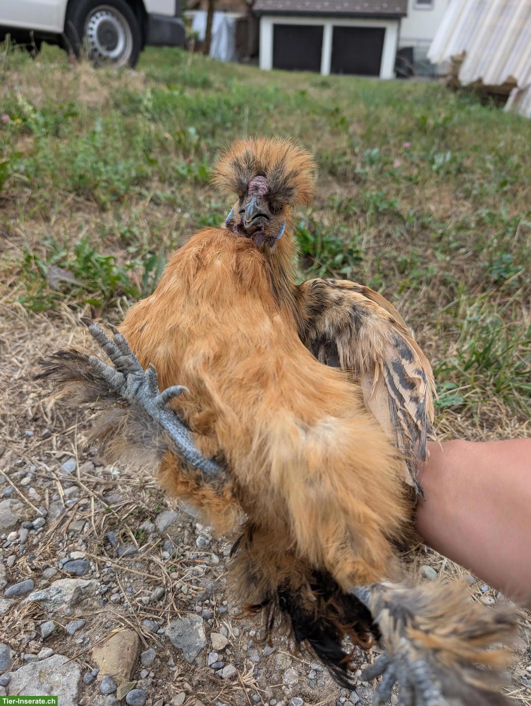 Bild 4: Seidenhuhn Hahn sucht liebevolles Zuhause 🐔