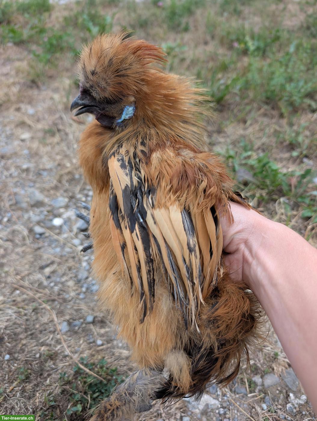Bild 5: Seidenhuhn Hahn sucht liebevolles Zuhause 🐔