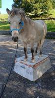 Reit-/Pflegebeteiligung für Paint-Stute & Classic-Pony in Wald AR