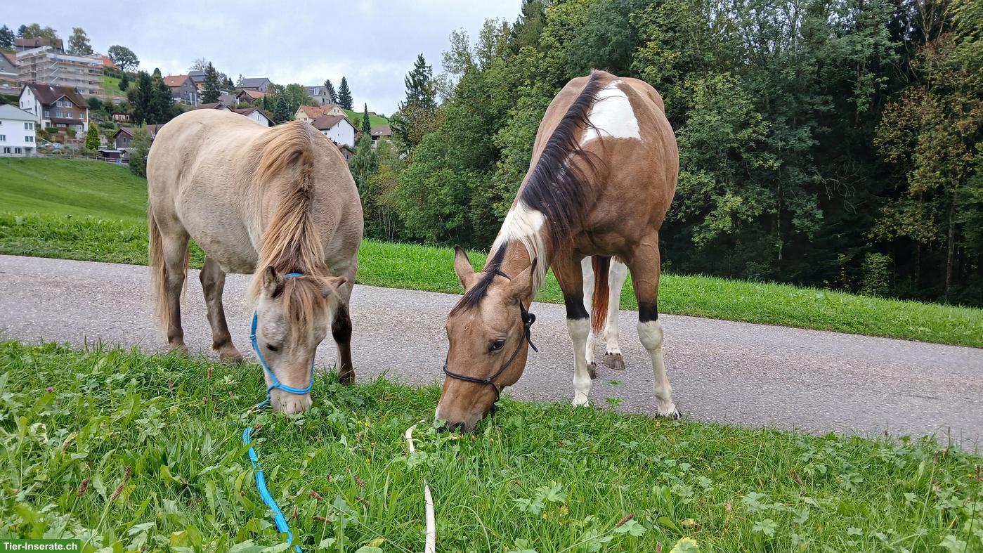 Bild 2: Reit-/Pflegebeteiligung für Paint-Stute & Classic-Pony in Wald AR