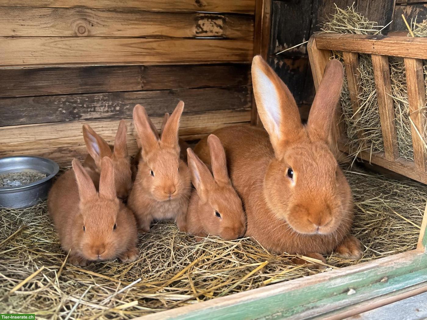 4 junge rote Neuseeländer Kaninchen mit Mutter zu verkaufen 🐰