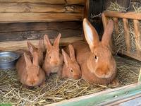 4 junge rote Neuseeländer Kaninchen mit Mutter zu verkaufen 🐰
