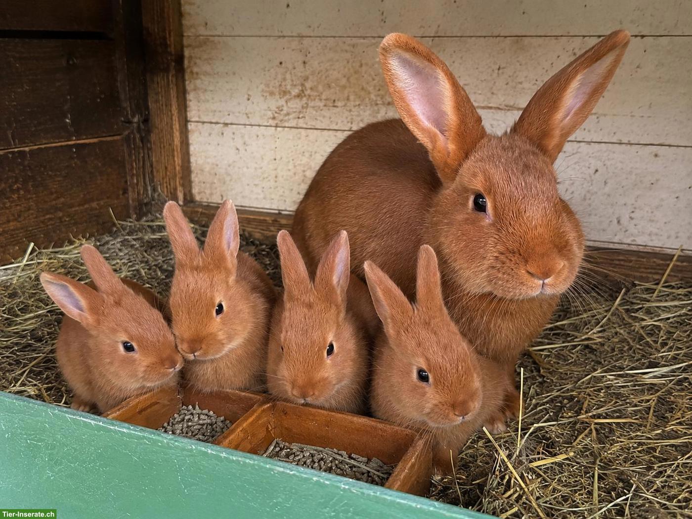 Bild 2: 4 junge rote Neuseeländer Kaninchen mit Mutter zu verkaufen 🐰