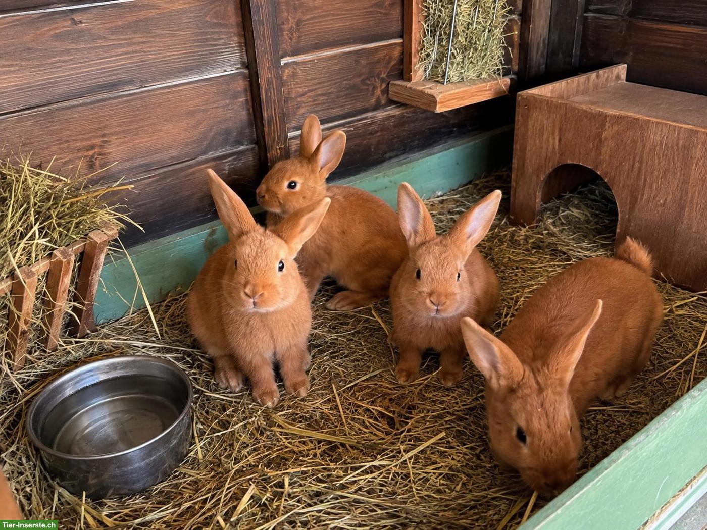 Bild 3: 4 junge rote Neuseeländer Kaninchen mit Mutter zu verkaufen 🐰