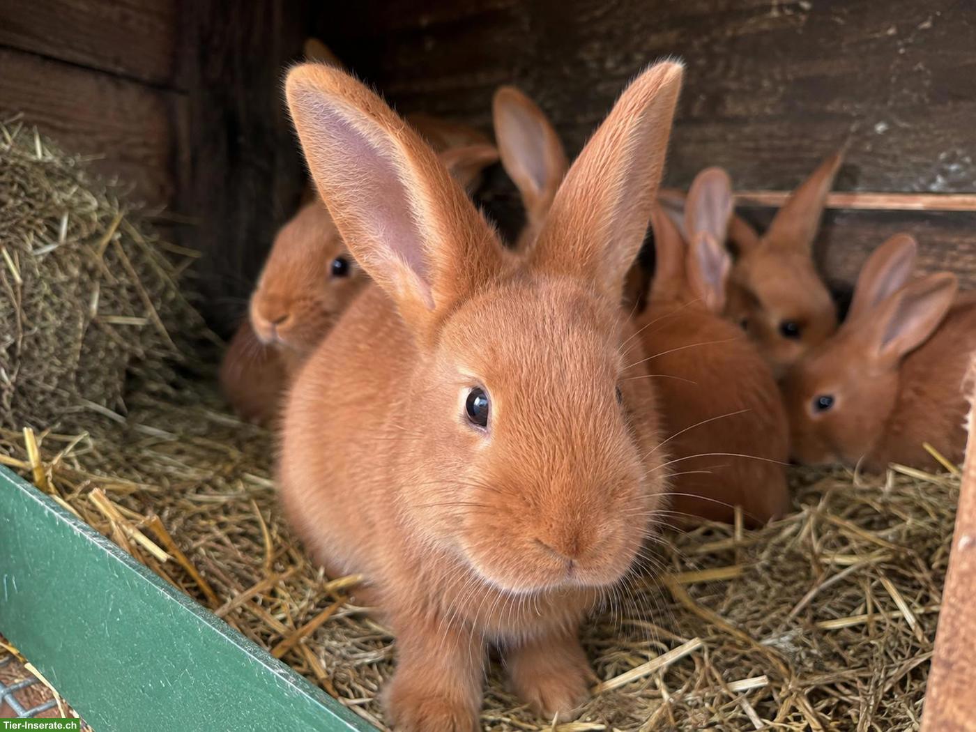 Bild 4: 4 junge rote Neuseeländer Kaninchen mit Mutter zu verkaufen 🐰